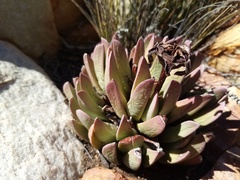 Machairophyllum bijliae