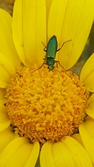 Psilothrix viridicoerulea