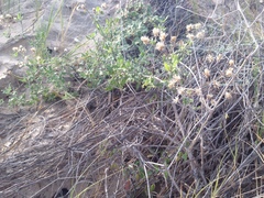 Bebbia atriplicifolia