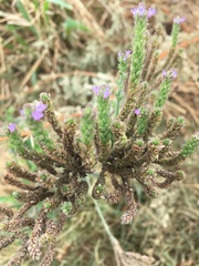 Verbena bonariensis