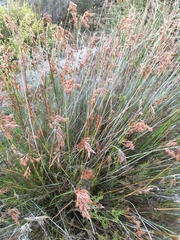 Thamnochortus punctatus