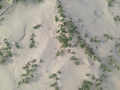 Euphorbia leucophylla