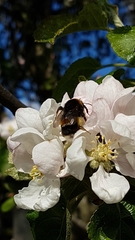 Bombus