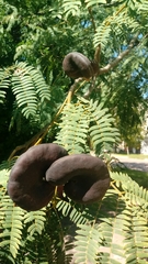 Enterolobium contortisiliquum