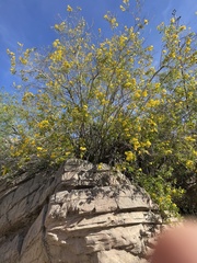 Erythrostemon mexicanus