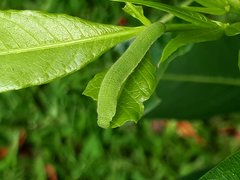 Appias libythea olferna