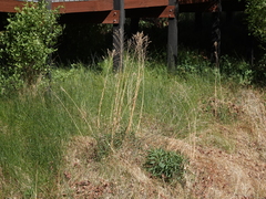 Solidago spectabilis