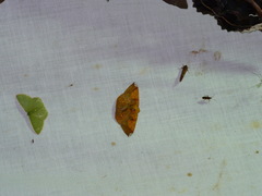 Acrosemia vulpecularia image