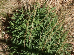 Solidago spectabilis
