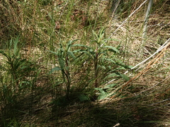 Solidago spectabilis