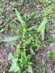Rumex trisetifer