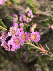 Chamelaucium uncinatum