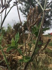 Verbena bonariensis