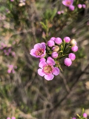 Chamelaucium uncinatum