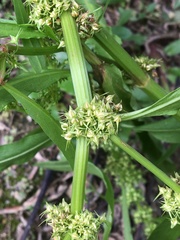 Rumex trisetifer