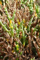 Salicornia littorea