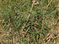 Solidago spectabilis