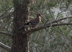 Garrulus glandarius atricapillus