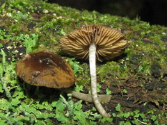 Bolbitius viscosus