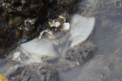 Onchidoris bilamellata