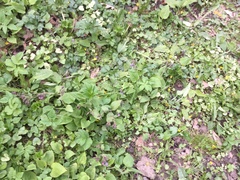 Pulmonaria officinalis