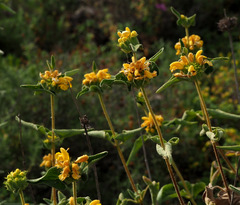 Phlomis viscosa