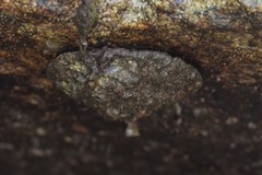 Pododesmus macrochisma