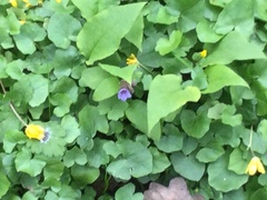 Pulmonaria officinalis