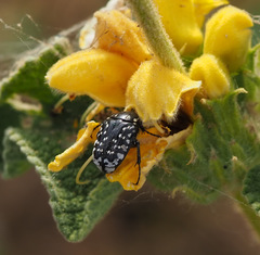 Oxythyrea noemi