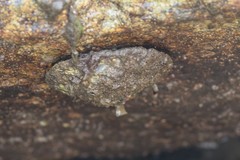 Pododesmus macrochisma