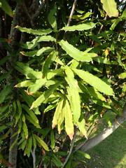 Macadamia ternifolia