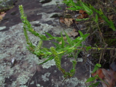 Ambrosia bidentata