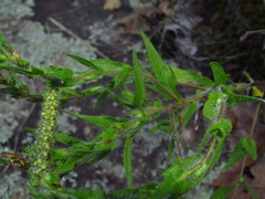 Ambrosia bidentata