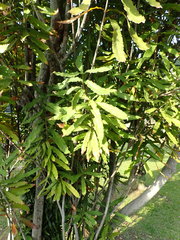 Macadamia ternifolia