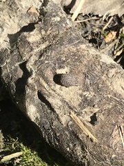 Trox spinolosus spinolosus