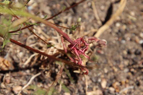 Image of Malacothrix clevelandii by (c) Millie Basden, some rights reserved (CC BY)