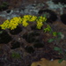 Solidago Subsect. Nemorales - Photo (c) Vanessa Voelker, some rights reserved (CC BY-NC), uploaded by Vanessa Voelker
