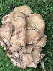 Desarmillaria caespitosa image