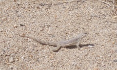 Dipsosaurus dorsalis dorsalis