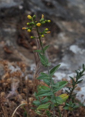 Hypericum lanuginosum