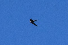 Cypsiurus parvus myochrous