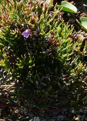 Limonium scabrum