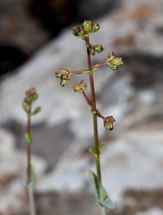 Hypericum lanuginosum