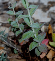 Hypericum lanuginosum