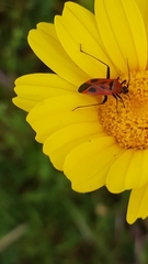 Calocoris nemoralis