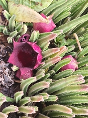 Stapelia leendertziae