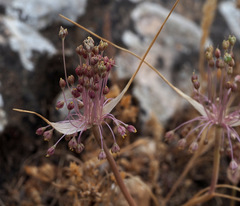 Allium daninianum