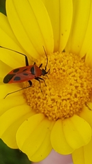 Calocoris nemoralis