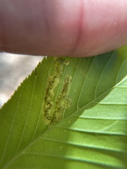 Phytomyza aesculi