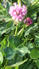 Trifolium pratense
